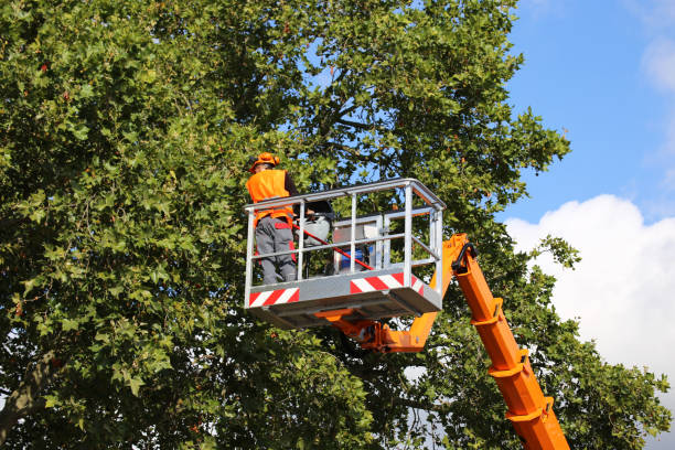 Best Tree Cabling and Bracing  in Dubois, PA